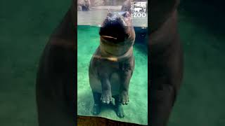 Good Morning Fiona - Cincinnati Zoo #shorts