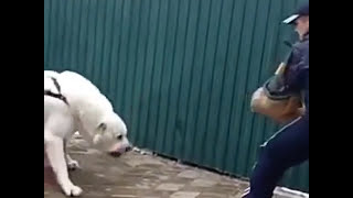 АЛАБАЙ ПРОТИВ УГОЛОВНИКА! ЖЕСТЬ!