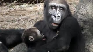 Sister gorilla petting a sister.妹がかわいくてしかたないお姉さんゴリラ。
