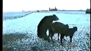 порно C ЖИВОТНЫМИ  Porno ANIMAL