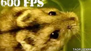 EPIC HAMSTER (super SLOMO)