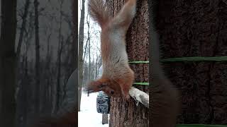 Ещё про белку и кость / More about a squirrel and a bone