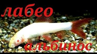 Аквариумные рыбки. Лабео альбинос.