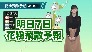 3月7日(月)の花粉飛散予想 東京では飛散が多い予想
