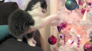 Beware of the cat!