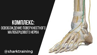 Комплекс на освобождение поверхностного малоберцового нерва