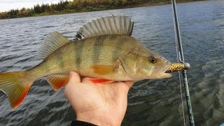 Fishing Life - Окунь с берега на микроджиг. 40 минут рыбалки без монтажа!