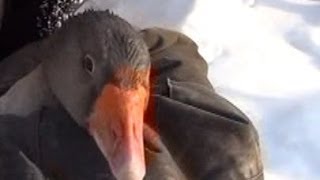 определяем пол гуся [how to determine the sex of a goose ]