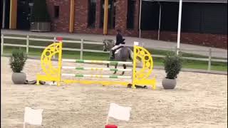 FOR SALE ; I.Mevisto v.Levisto Z x Lennon, grey mare,born 2013