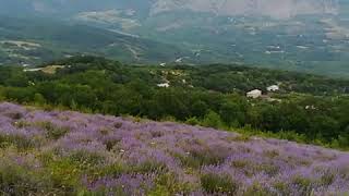 Экскурсии на Лавандовые поля Алушта Крым