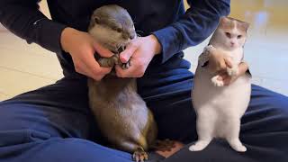 流行りの猫ミームからカワウソミーム作ってみた I made an otter meme from a popular cat meme.
