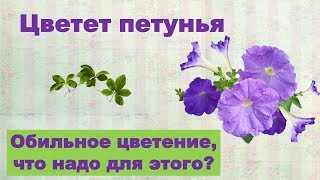 Цветет петунья. Что надо для обильного цветения?