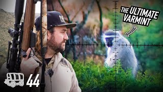 No Mercy for the Grey Menace: Hunting the Ultimate Varmint | The Oxwagon Diaries, pt.44