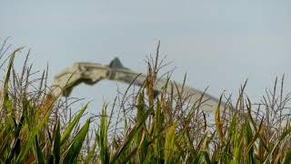 Pastone di mais Claas Jaguar 870 (video by @agricolturaitalianadelnord)