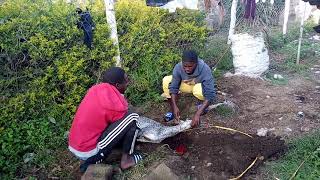 How to slaughter the goat and the process of slaughtering it starting with Gods name facing it aqibl