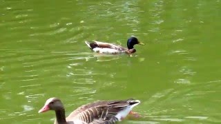 Кряква (утка) в воде || Mallard ducks in water