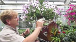 Petunia Pinching