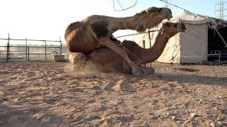 Camels mating