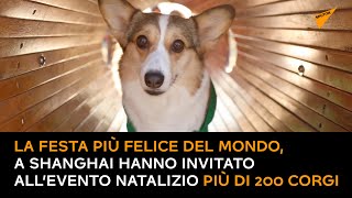 La festa più felice del mondo, a Shanghai hanno invitato all’evento natalizio più di 200 corgi