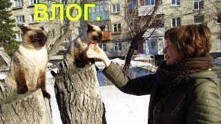 VLOG:Полезная перловка,здоровая рассада и будет летом отличная награда.Кот сопротивляется.