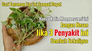 BIKIN GEGER... HANYA RUTIN MENGONSUMSI TANAMAN INI, DAMPAKNYA DAHSYAT UNTUK TUBUH