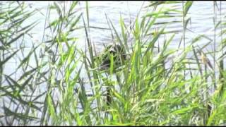 Зарисовка испытаний 2010 год (Дратхаар Воронеж)