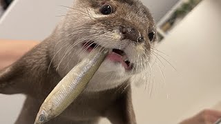 カワウソさくら ワカサギ食べて風呂入ったら猫におかしな目で見られた otter eating a smelt and a cat accustomed to a bath