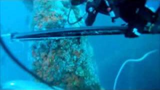 Grouper and Almaco