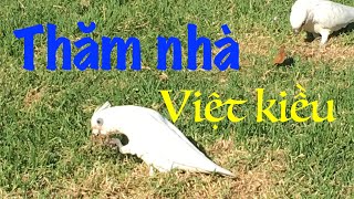 Nhà Việt kiều ở Sydney