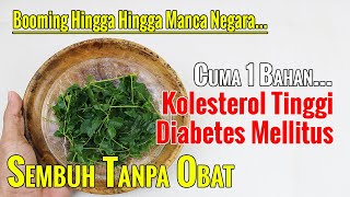 JANGAN NUNGGU PARAH! KOLESTEROL TINGGI MAUPUN GULA DARAH TINGGI, MUSNAHKAN DENGAN INI