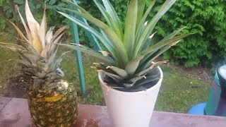 COMMENT FAIRE POUSSER UN ANANAS ?FACILE