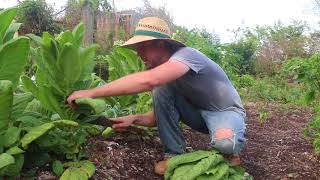 Day 26: Slash and Burn (and some nice tobacco)