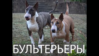 СМЕШНЫЕ БУЛЬТЕРЬЕРЫ