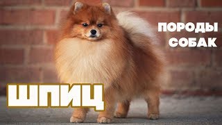 Породы собак. Шпиц