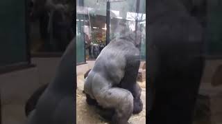 Gorillerin çiftleşme görüntüleri ?