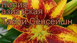 Лилия азиатская горшечная (lilium tiny sensation) ? лилия обзор: как сажать луковицы лилии
