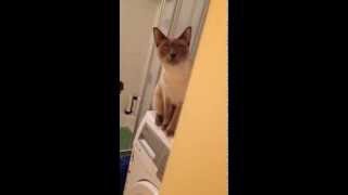 Siamkatze "Kiara" spricht - Cute Siamese Cat