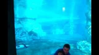 № 2064 Дельфины  Aquatica Orlando Florida USA 1 марта 2012