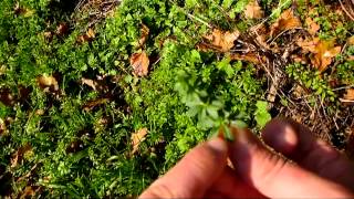Bushcraft - Les plantes sauvages comestibles - Survie