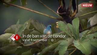 In de ban van de condor (promo - natuur)