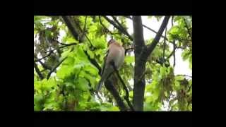 Buchfink gesang (Fringilla coelebs) Chaffinch singing
