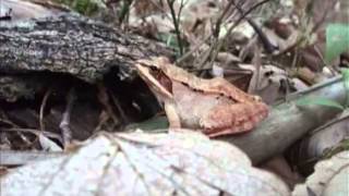 You Paid For It : State Amphibian