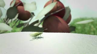 Surround – An Organic Insect and Sun Protectant