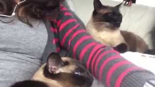 Сиамский переезд с совместными переживаниями ^.^ Часть #2 =^..^= СИАМСКИЕ КОШКИ