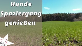 Pause vom Alltag - Entspannung Hunde Spaziergang - Hier und jetzt ankommen & Gedanken rasen beenden