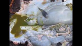 A 12Year Old Girl  Slaughtering Goats for a Living from Buremba-Mbarara - (The Why Not Show).