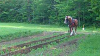 Cultivating Corn and Potatoes With Ozzie