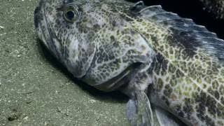 Exotic Fish of the Channel Islands National Marine Sanctuary