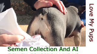 DIY, Impregnating Dog With Semen After Pulling