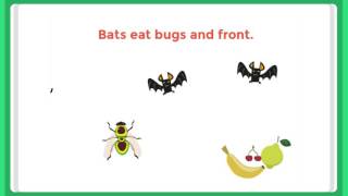 Bat Facts